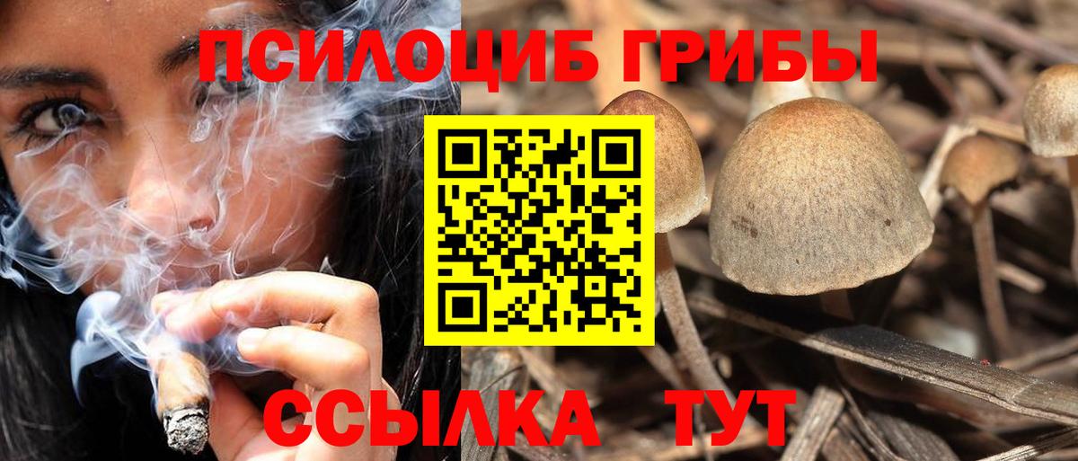 Дубна  Псилоцибиновые грибы Cubensis  Вход с VPN 